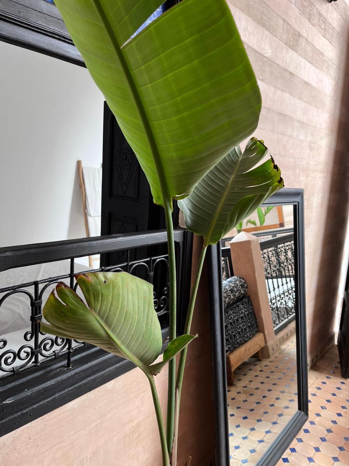 Riad Black Doors มาร์ราเกช ภายนอก รูปภาพ